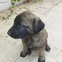 دوعدد توله سگ