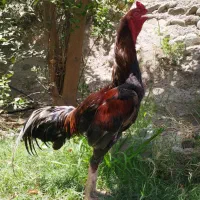 خروس و مرغ