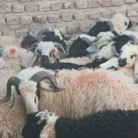بره قوچ شاخی خیلی چاق همه نر هستن
