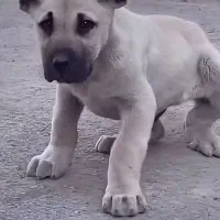 توله بی‌نظیر