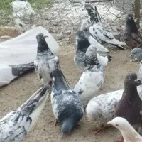 کفتر