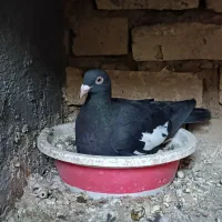 نر و ماده سرک