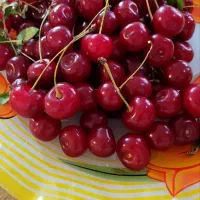 آلبالو پیوندی ومحلی گردیان