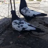 فروش کبوتر