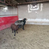قوچ سیاه کبوداصیل