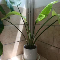 ۲ عدد گل معاوضه با پرنده