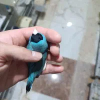 فنچ گلدین،ابی وسیلور