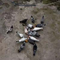 کبوتر|پرنده|گرمی, |دیوار