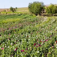 بزر درجه یک خشخاش برای نانوایی ها برای نان خشخاشی