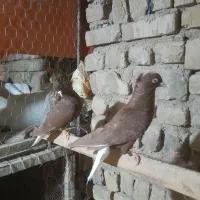 کبوتر