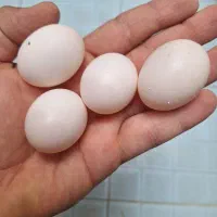 فروش تخم کفتر یا کبوتر خوراکی