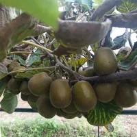 کیوی خونی