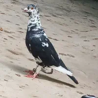 کبوتر