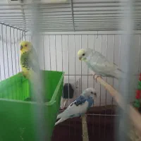 مرغ عشق چشم شرابی