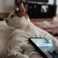 واگذاری گربه