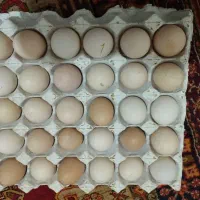تخم مرغ خانگی و اردک