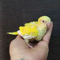 جوجه طوطی راهب و گرینچیک