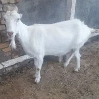 بز سانن