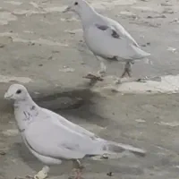 کبوتر