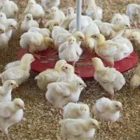 جوجه گوشتی راس ۱۰روزه