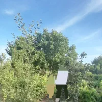 فروش-باغ