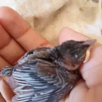 جوجه