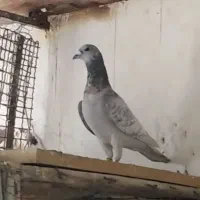 سه عدد نر نمونه