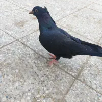 جوجه
