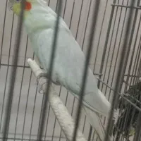 طوطی عروس