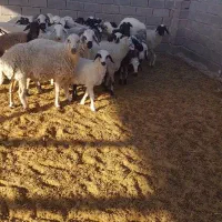 میش بره گوسفند