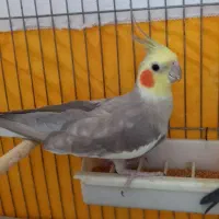 عروس هلندی آهویی آماده نر