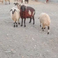 غوچ فروشی