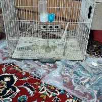 قفس