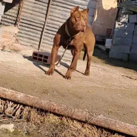 پیتبول پیت بول شجره بالا