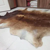 پوست گوساله تمیزوسالم