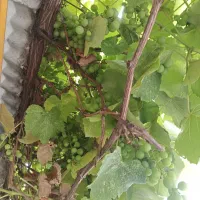 غوره آبگیری