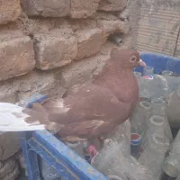 6کفتر مفت