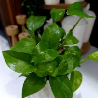 پتوس ابلق با گلدان سرامیکی