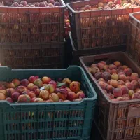 زیر درختی هلو