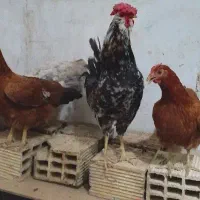 مرغ و خروس گلین و جوجه