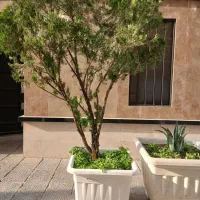 گلدان بزرگ گلپونه