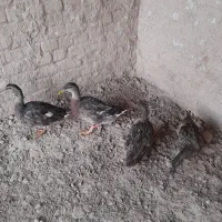 اوردک پروازی کله سبز