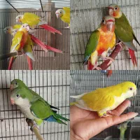 راهب ،ردچیک و گرینچیک
