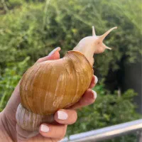 حلزون آچاتینا