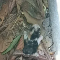 توله گربه