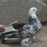 کفتر