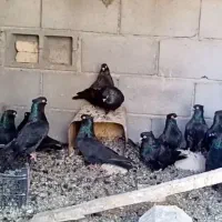 کبوتر زاغ چشم نوک سفید