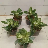 فیلودندرون برکین، بلک ،پرتقالی .. پتوس