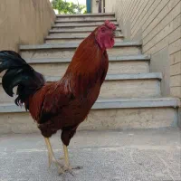 مرغ و خروس