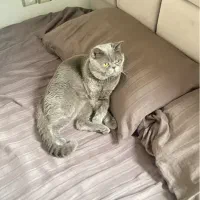 گربه اسکاتیش نر